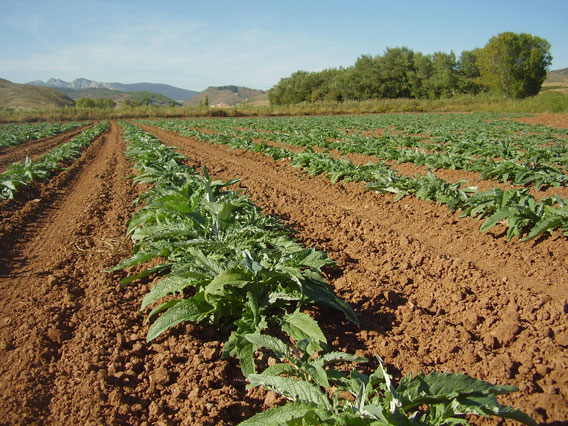 Plantacion alcachoca