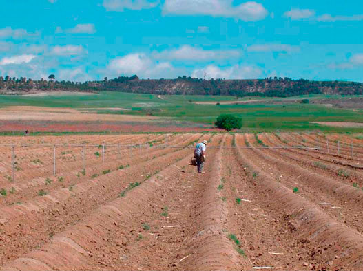 Plantacion esparragos